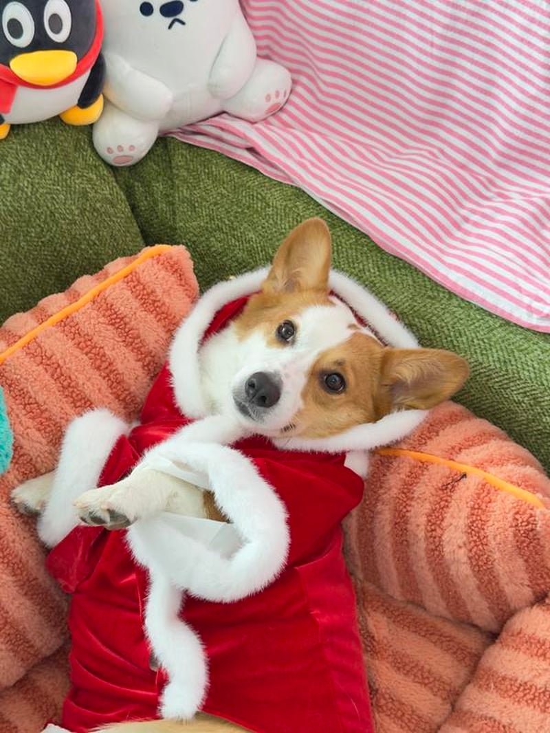 Soft Reindeer Pet Costume | Comfortable Christmas Holiday Outfit for Small, Medium, and Large Dogs & Cats